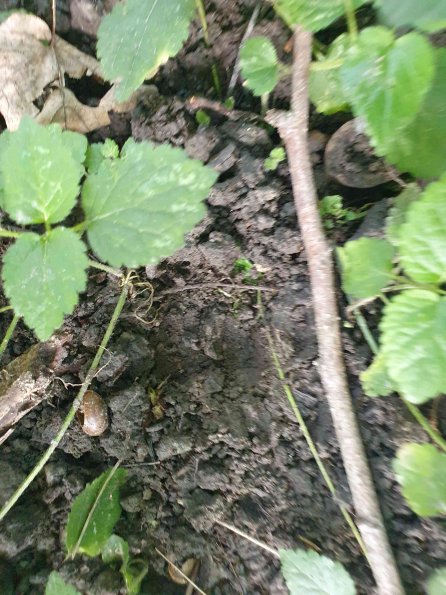 PA_AT_KOB_abovefootprintphoto_20220906161357742