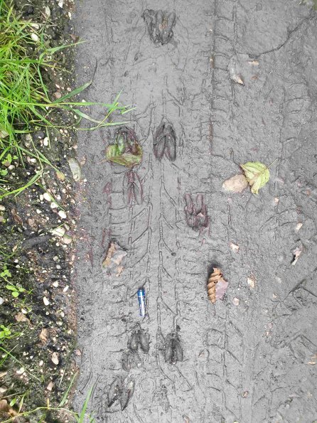 PA_AT_KOB_abovefootprintphoto_20220907172201464