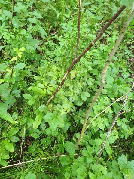 PA_AT_KOB_otheractivitysignphoto_20220613124834933