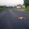 PA_AT_KOB_photofromsurroundingroadkill_20220612211400588