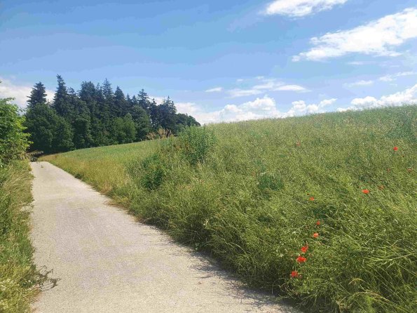 PA_AT_KOB_speciesobservationphoto_20220611134332570