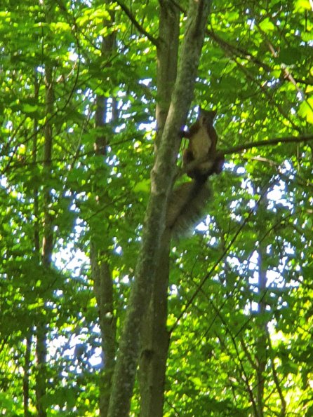 PA_AT_KOB_speciesobservationphoto_20220611151809529