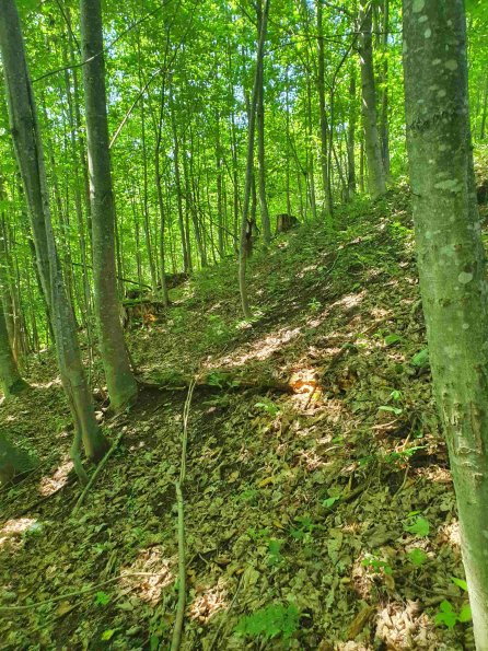 PA_AT_KOB_speciesobservationphoto_20220611151819805