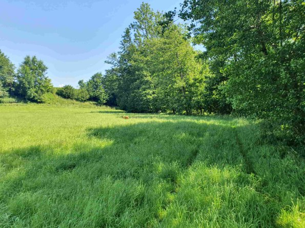 PA_AT_KOB_speciesobservationphoto_20220612113134866