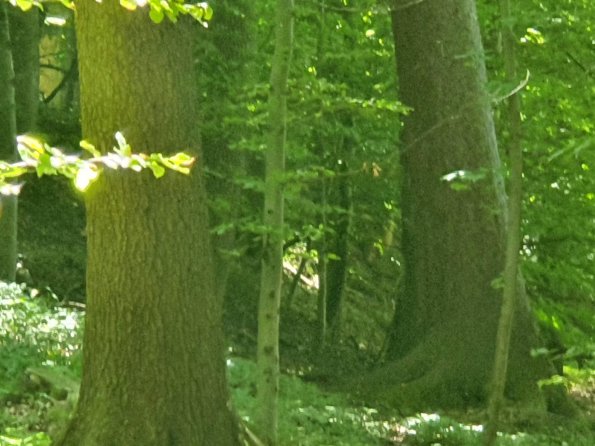 PA_AT_KOB_speciesobservationphoto_20220612132244853