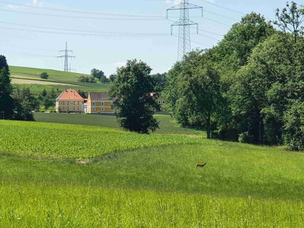 PA_AT_KOB_speciesobservationphoto_20220612141944071