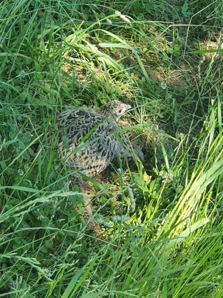 PA_AT_KOB_speciesobservationphoto_20220612152933745