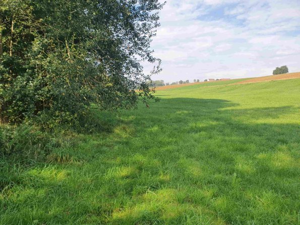 PA_AT_KOB_speciesobservationphoto_20220907104106277