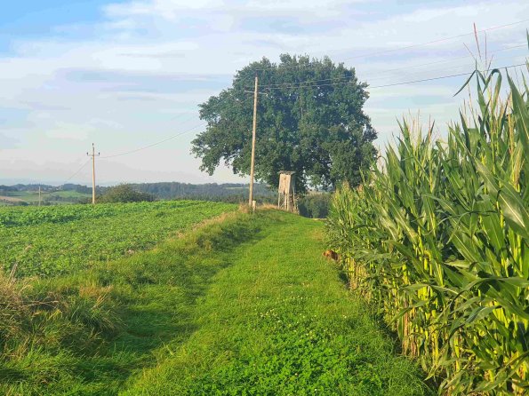 PA_AT_KOB_speciesobservationphoto_20220907181504785