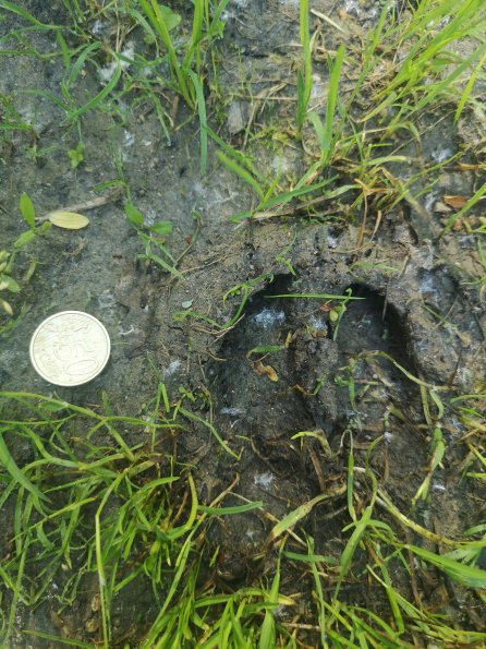 AT_POET_abovefootprintphoto_20220519084553105_1660301034