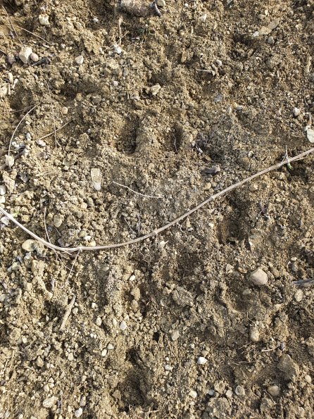 PA_AT_POET_abovefootprintphoto_20220406122650099