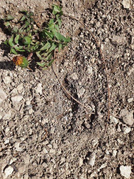 PA_AT_POET_abovefootprintphoto_20220406130255176_1663074311