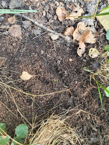 PA_AT_POET_abovefootprintphoto_20220729102457835