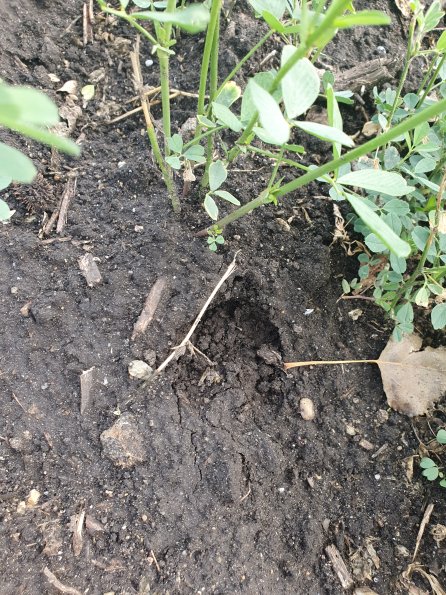 PA_AT_POET_abovefootprintphoto_20220824095630875