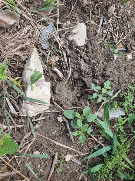 PA_AT_POET_abovefootprintphoto_20220824120254912