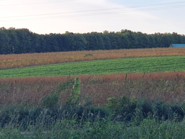 PA_AT_POET_speciesobservationphoto_20211001175735490_1663074673