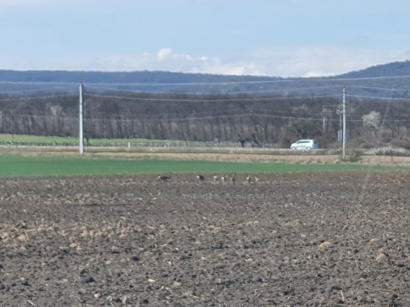 PA_AT_POET_speciesobservationphoto_20220406134054441_1663074672