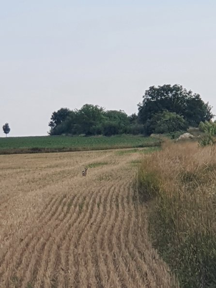 PA_AT_POET_speciesobservationphoto_20220729082540929