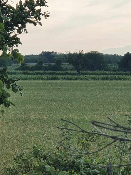 PA_AT_POET_speciesobservationphoto_20220729184432708