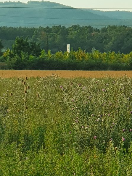 PA_AT_POET_speciesobservationphoto_20220729192907349