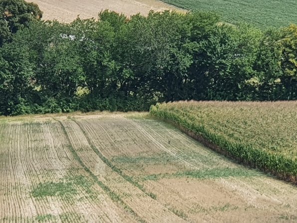 PA_AT_POET_speciesobservationphoto_20220824123400885