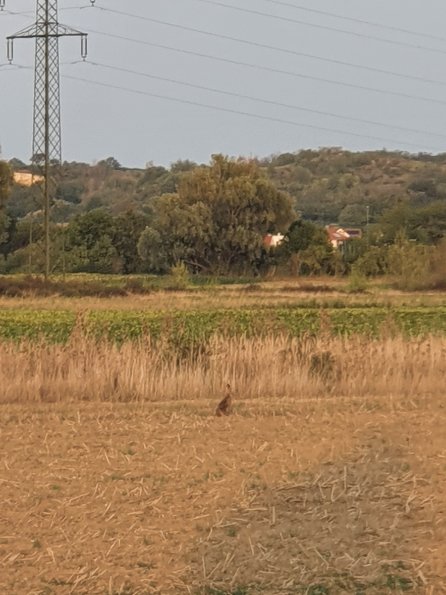 PA_AT_POET_speciesobservationphoto_20220824191719295