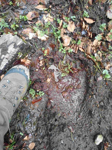 PA_RO_TM_abovefootprintphoto_20220430143808333