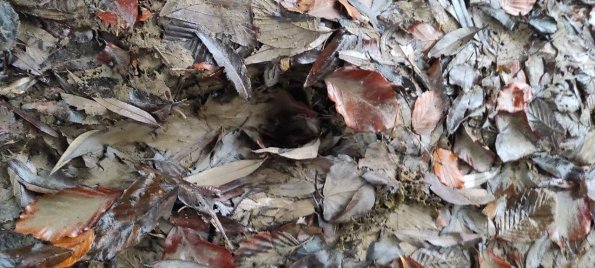 Olen_2022-02-01_18-48-25