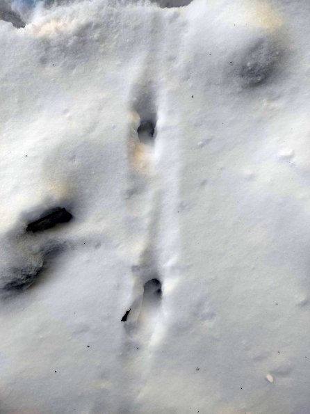 PA_UKR_speciesobservationphoto_20220124140359608