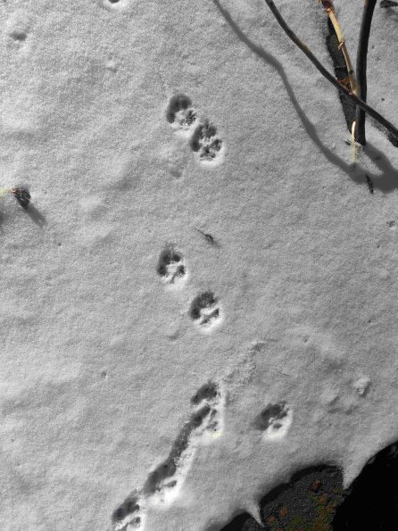 PA_UKR_speciesobservationphoto_20220124142148879