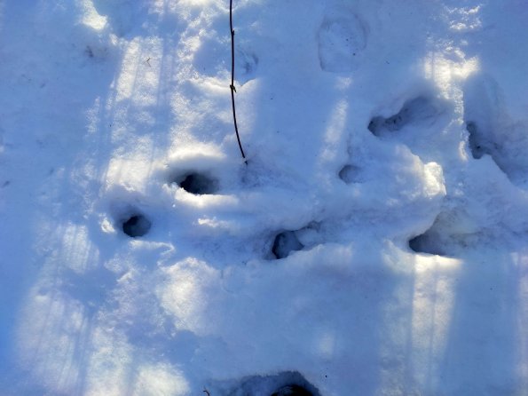 PA_UKR_speciesobservationphoto_20220124145007586