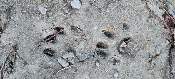 Vydra_2022-02-01_18-54-29